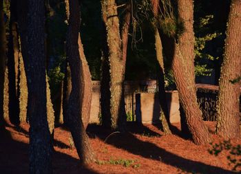 Sun shining through trees