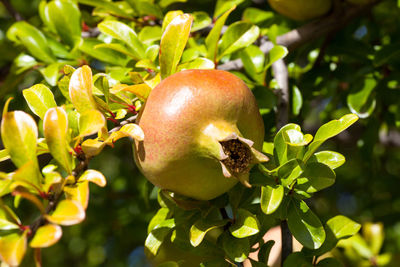 Close-up of apples on tree