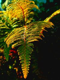 Close-up of leaves