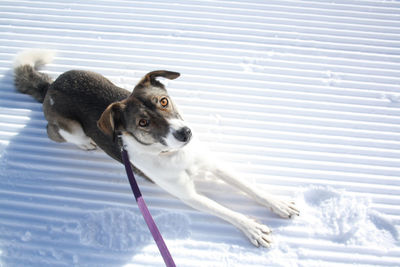 Dog on snow