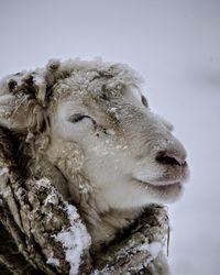 Sheep snow