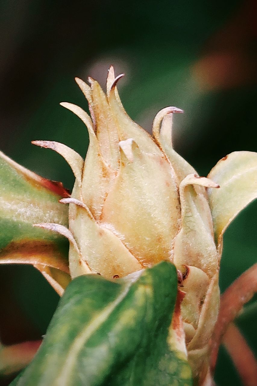 CLOSE-UP OF PLANT