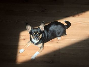 Portrait of dog on hardwood floor