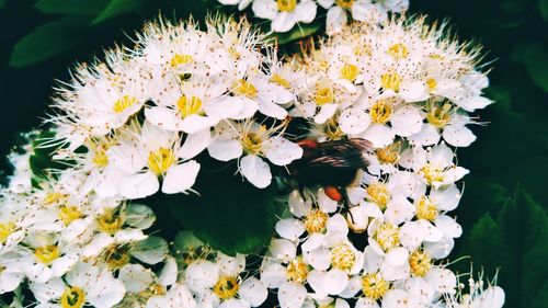 Close-up of white flowering plant