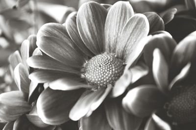 Close-up of flowers