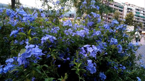 Close-up of purple flowers blooming on tree