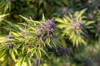 Close-up of purple flowering plant