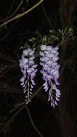 Close-up of purple flowers