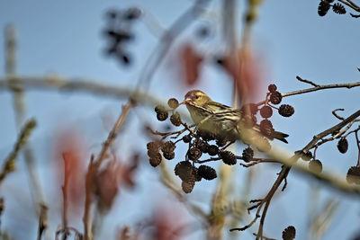 Close-up of bird perching on branch