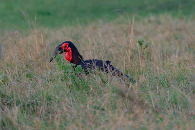 A southern ground-hornbill in tsavo