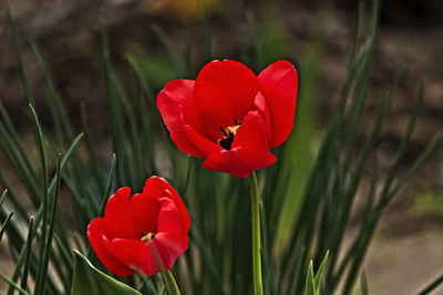 Close-up of red rose flower