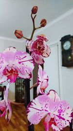 Close-up of pink orchid at home