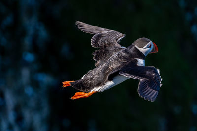 Single portrait puffin flying soaring and gliding on a cliff face on rugged uk coastline