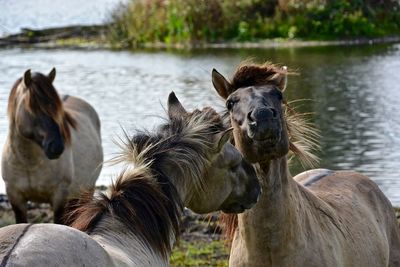 Horses standing against lake