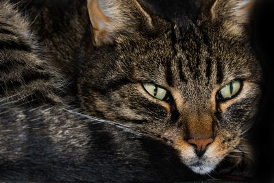 Close-up portrait of a cat