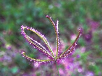 Close-up of purple flowers