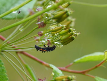 Close-up of insect on plant