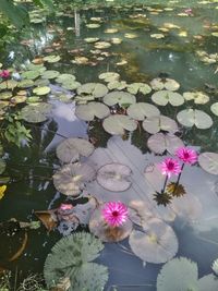 High angle view of lotus water lily in pond