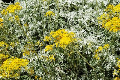 Close-up of yellow flowering plants