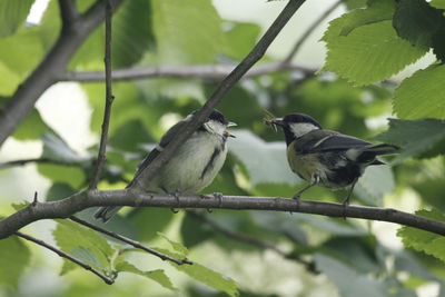 Close-up of bird perching on tree