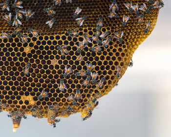 Close-up of bee on sea