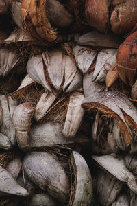 Coconut skin or coconut husk
