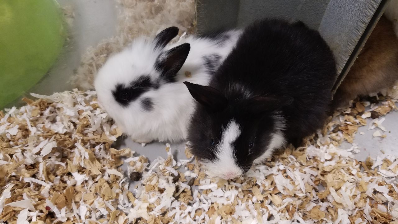 Cute little bunnies