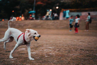 Dog running on street