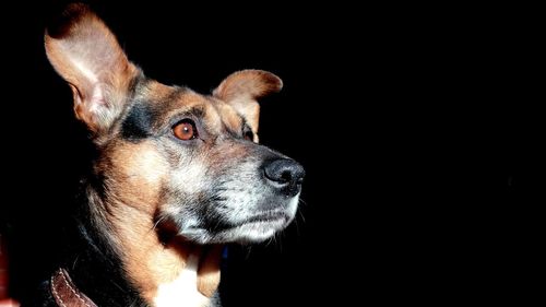 Close-up portrait of dog against black background