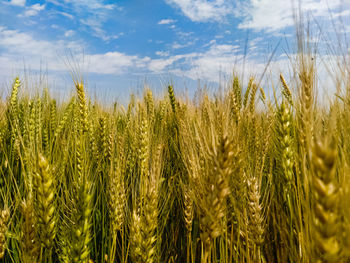 Close-up of wheat growing on field against sky