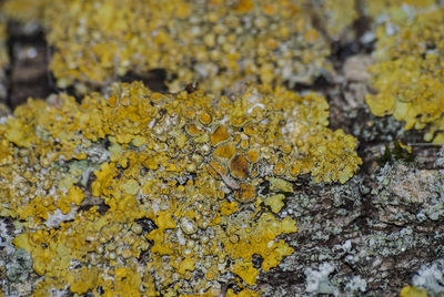 Close-up of yellow autumn leaves