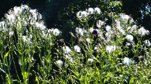 White flowers growing on tree