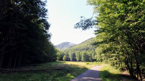 Road amidst trees in forest