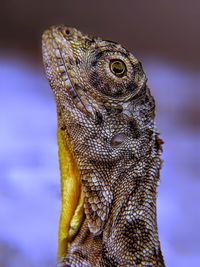 Close-up of lizard