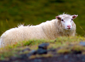 Portrait of sheep on grass