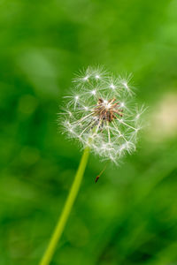 Close-up of dandelion