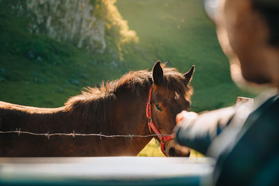 Close-up of a man touching a horse