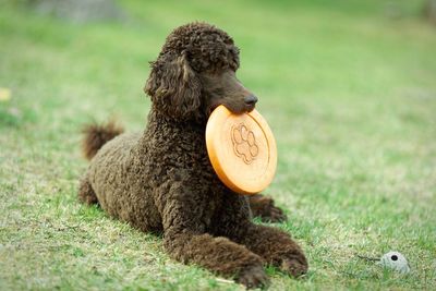 Brown poodle dog relaxing with plastic disc on grassy field