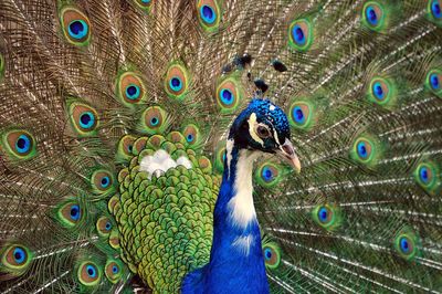 Close-up of peacock