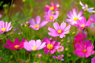 Close-up of pink flowering plants on field