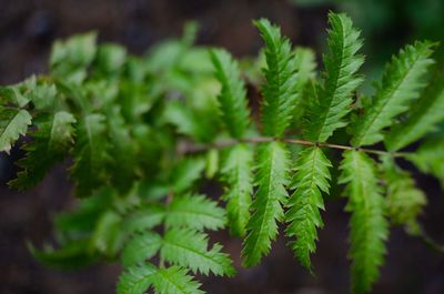 Close-up of fern leaves