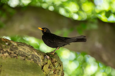 Close-up of bird perching on branch