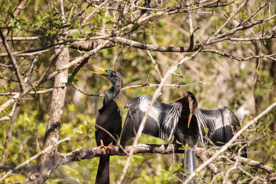 Birds perching on a tree