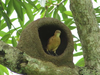 Low angle view of bird perching on tree