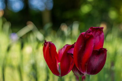 Close-up of red tulip