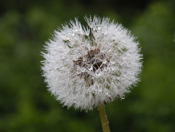 Close-up of dandelion flower