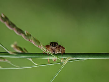 Close-up of insect on leaf