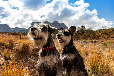 View of dogs on field against sky