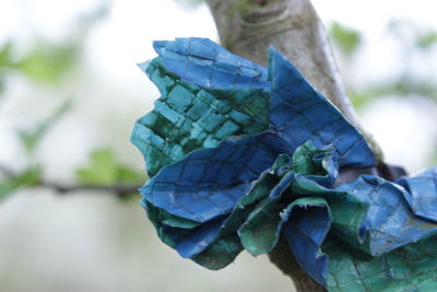 Close-up of hydrangea flower