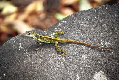 High angle view of lizard on rock